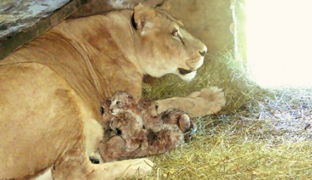 Nacieron cuatro cachorros de leones en zoológico de Salto