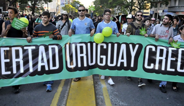 Intendencia convoca marcha por la marihuana regulada