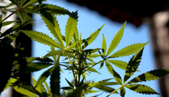 Así será la venta de marihuana en farmacias