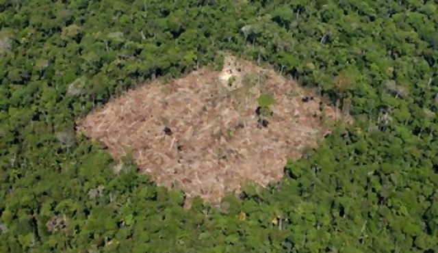 Brasil: Bosque Atlántico perdió 100.000 hectáreas en tres años