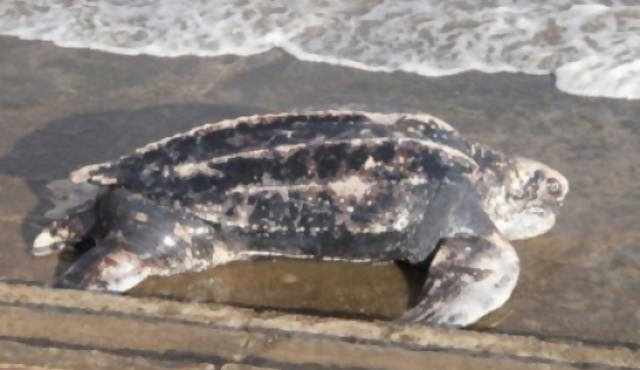 Aparece tortuga gigante en Playa Malvín