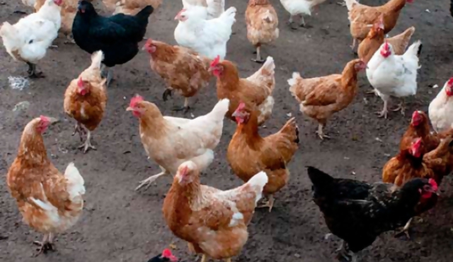 En el Reino Unido recomiendan no lavar el pollo antes de comerlo