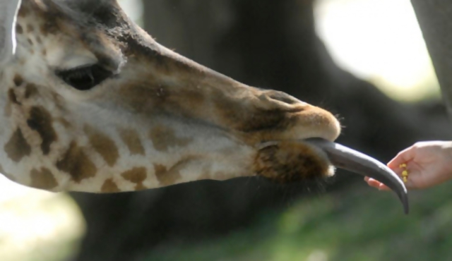 Disposiciones contra maltrato animal alcanzan a zoológicos y circos