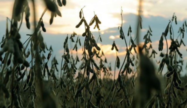 Rendimiento de la soja caería entre 10 y 15% respecto a 2013