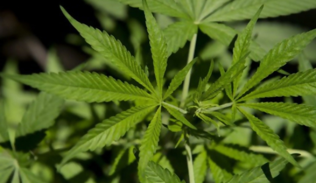 Gobierno llama interesados a plantar marihuana 