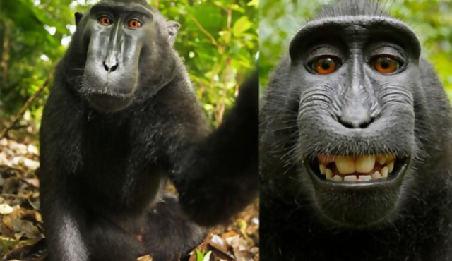 ¿De quién son los derechos de autor de una selfie de un mono?
