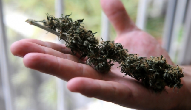 Se prevé el uso de cannabis para males neurológicos y dolor crónico