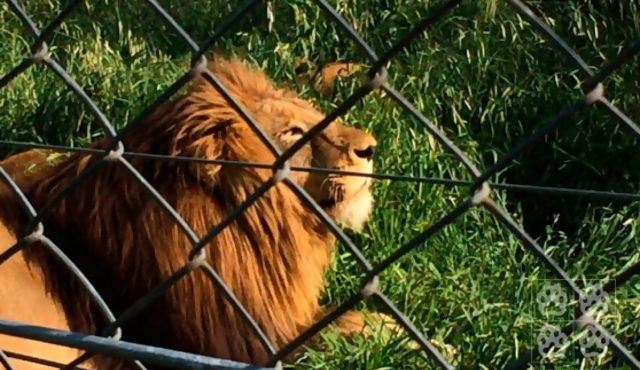 Tres leones uruguayos rumbo a Colorado