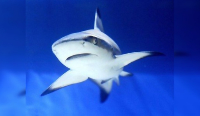 Sacar a los tiburones de los platos, meta de defensores de animales