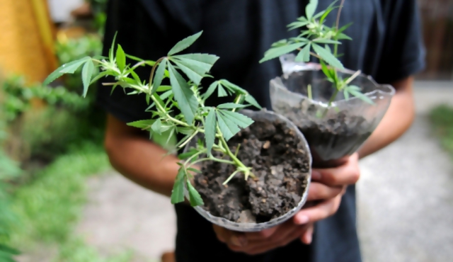 Ircca presentó guía para producir cannabis en clubes
