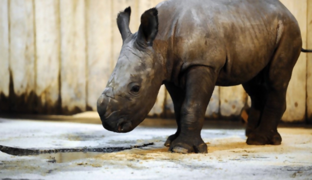 Expertos dan manotazos de ahogado para salvar al casi extinto rinoceronte
