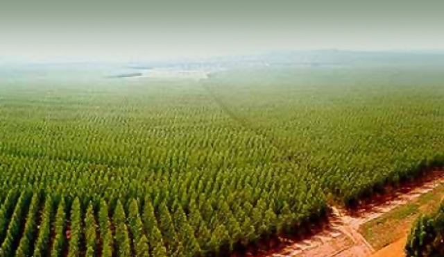 Contra monoculitvo de árboles