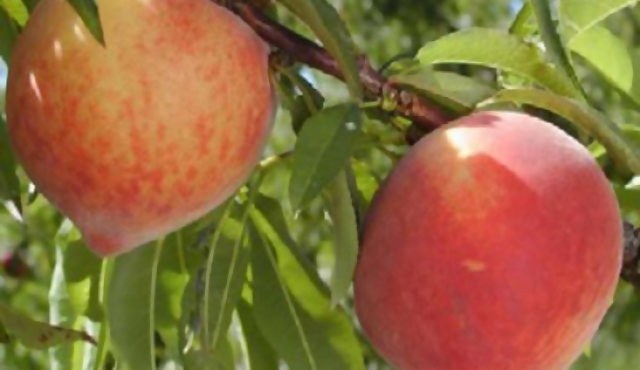 Tiran 20% de la producción de duraznos
