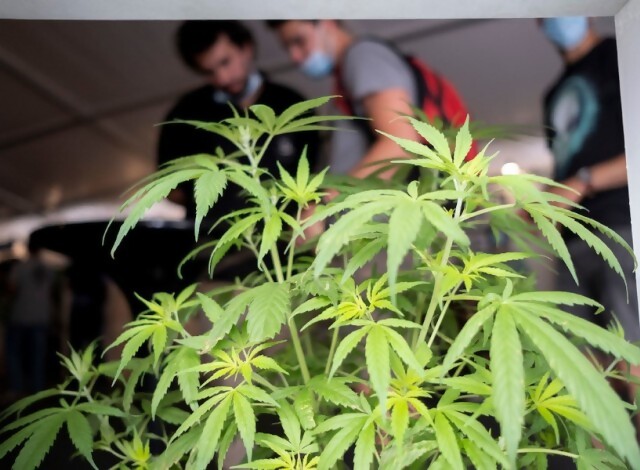 Portal 180 - Cambios en la regulación: el “nicho” del cannabis turístico y “el de las farmacias que no pega”